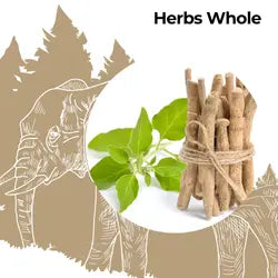 Wildfora — Whole Herbs Collection  Pure, whole botanicals from the wild forests. The Wildfora Whole Herbs Collection features whole roots, sticks, seeds, pods and leaves 